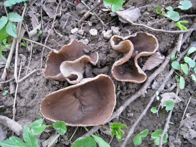 Il Risveglio dei Funghi .... in Brianza